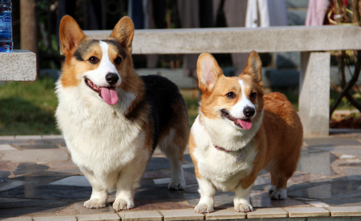 在新加坡养狗要花多少钱 准备在新加坡养狗必看 新加坡省钱皇后 皇后情报局