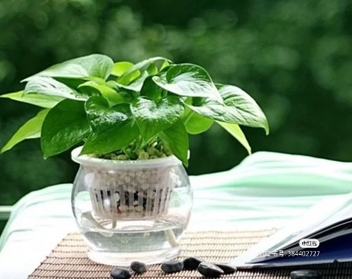 盘点【适合家养的植物】好看好养活!来看看它们的功效吧!