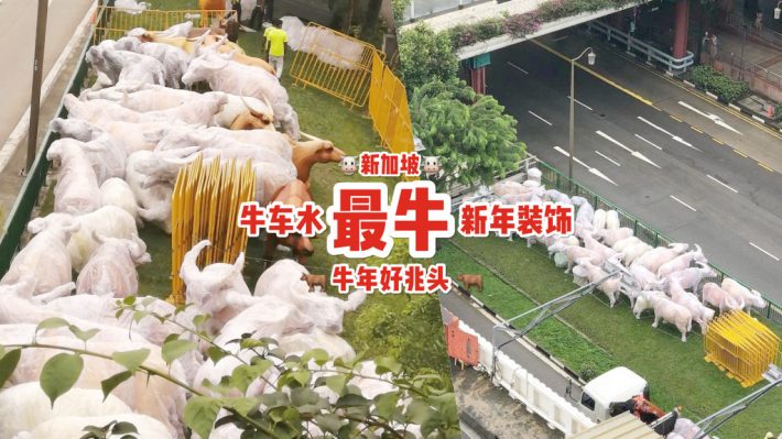 2021牛气冲天🐮 大批牛群涌入牛车水！史上“最牛”农历新年装饰，酷似牧牛农场？